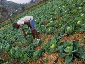 Growing cabbages in Muko School garden